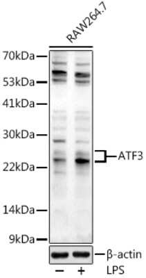 Western Blot: ATF3 AntibodyBSA Free [NBP2-92616]